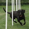 DOGM8 Dog Agility Weave Poles 12 Pack
