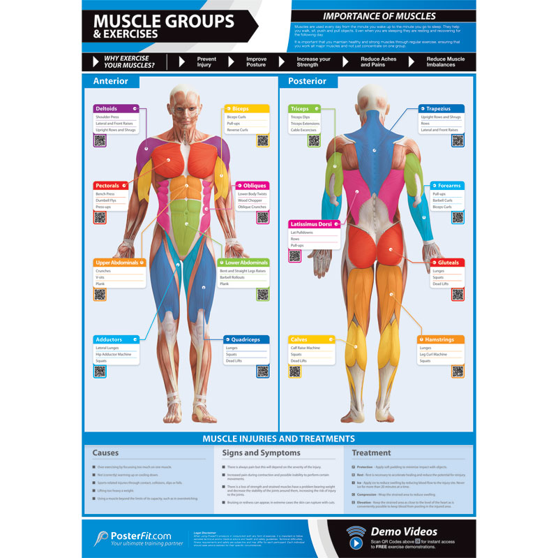 PosterFit Muscle Groups & Exercises Poster
